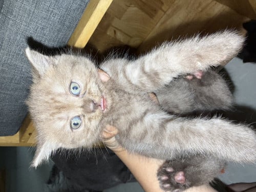 Kitty looking for new home 😽