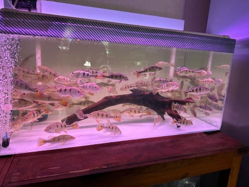 Peacockbass Monoculus 15cm To 25cm