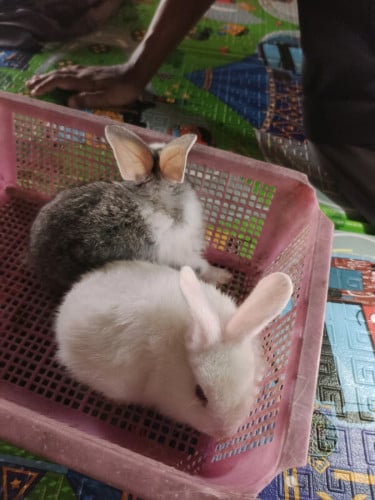 កូនទន្សាយ
