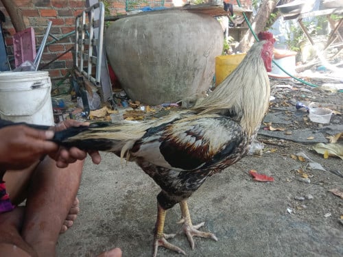 លក់មាន់ជល់