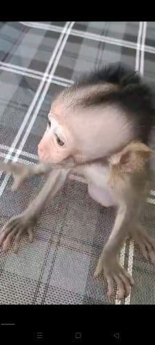 កូនស្វា