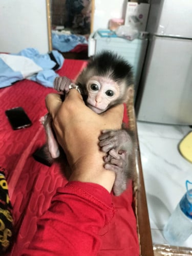 ស្អាតបងៗ