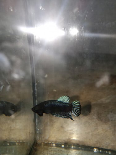 មានបោះដុំត្រីក្រឹមកូនសំបុកម៉ាឡេ