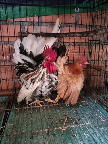 មេបាមាន់តឿរាសីលក់១គូ