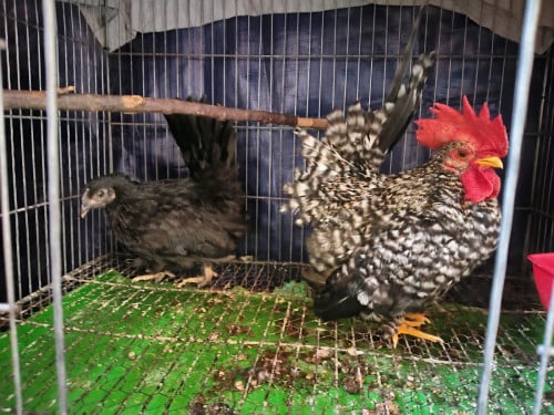 លក់មាន់រាសី 1គូ