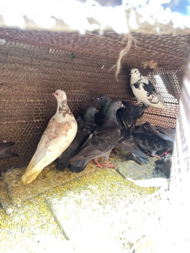 មាន​លក់​ព្រាប​ មួយ​គូរ​10$