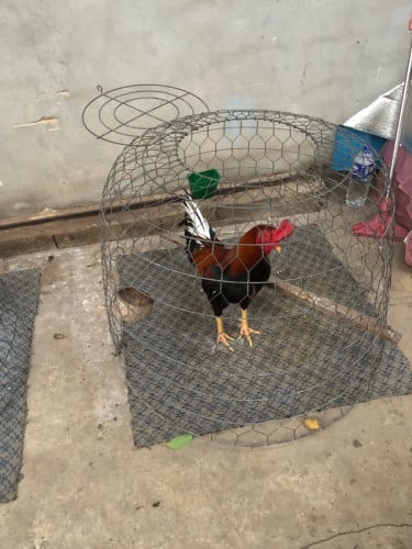 កូនបង្កាត់3.4kg