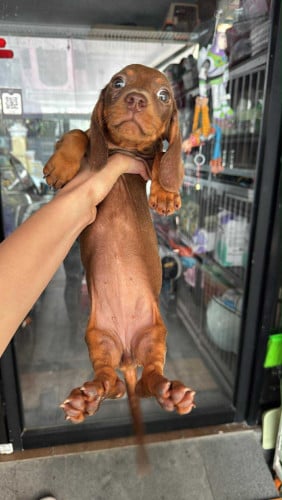 Dachshund