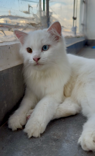 Scottish Fold ear cat male