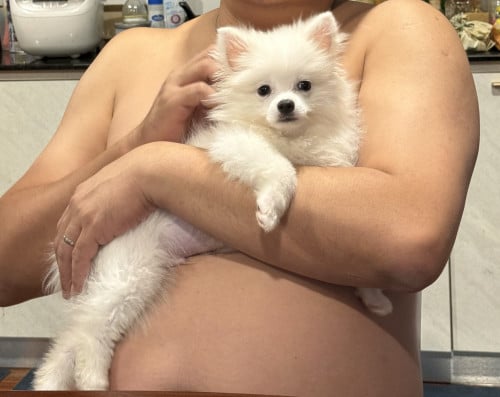 White Pom , Free all his stuffs, full training.