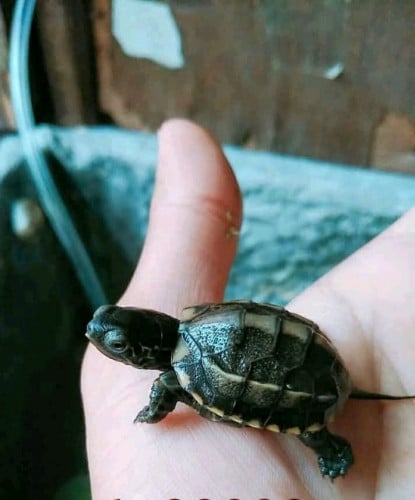 កូនអណ្តើក