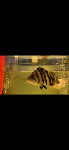 ត្រីខ្លាឥណ្ឌូនេស៊ីស៊ូម៉ាត្រា 17-19cm ជាប្រភេទត្រីដាក់ជាមួយត្រីនាគបាន 💛