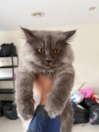 British longhair 10 months female ញី