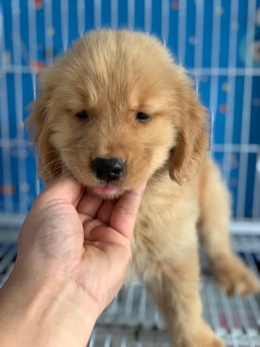 Golden Retriever
