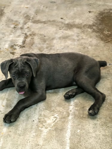 King Cane Corso 3 month female