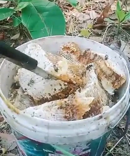 លក់ទឹកឃ្មុំព្រៃខេត្តព្រះវិហារ ៨ ម៉ឺនរៀលក្នុងមួយលីត