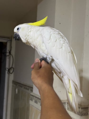Cockatoo Troton Parrot
