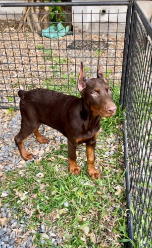 Doberman  Female 2,5 Months old