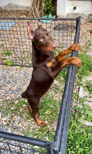 Doberman  Female 2,5 Months old