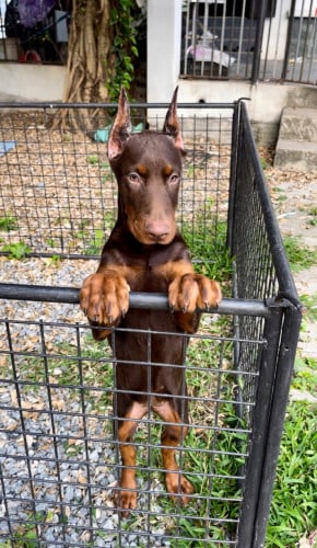 Doberman  Female 2,5 Months old