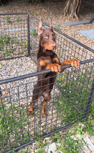 Doberman  Female 2,5 Months old
