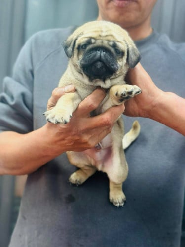 Pug