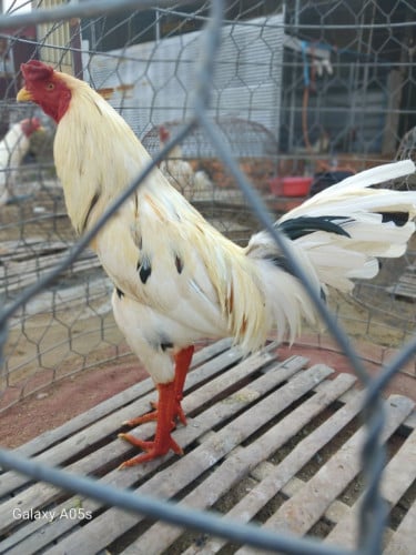 មាន់នាំចូលពីវៀតណាម