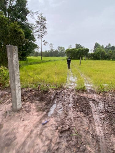 ដីលក់​ 50*350  ផ្ទេរកម្មសិទ្ធប្លង់ទន់​បង់ពន្ធ​ប្តូរ​  បង្កាន់ដៃប្លង់រឹងជូន