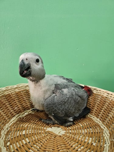 African grey
