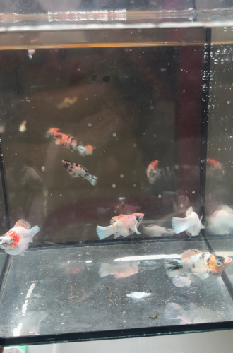 Molly red head ត្រីស្អាតបងបងតម្លៃថូថូចង់បានទាក់ទង់មកមានញីមានឈ្មោល