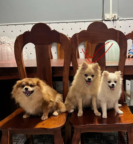 ប៉មឈ្មោល