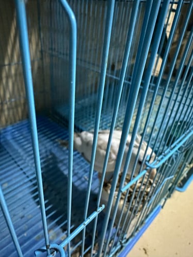 លក់សេកកុកកាធេលធូៗ