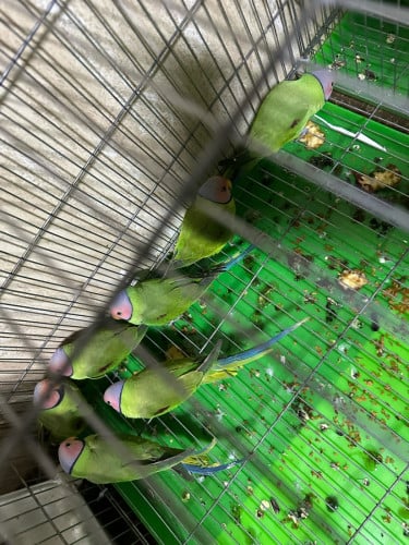 សេកកោះកុងលក់