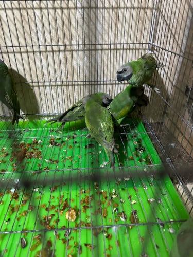 សេកសកលក់