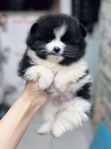 កូនឆ្កែស្តាត