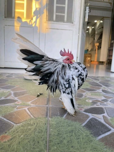 លក់មាន់រាសី បា សេរីម៉ា១