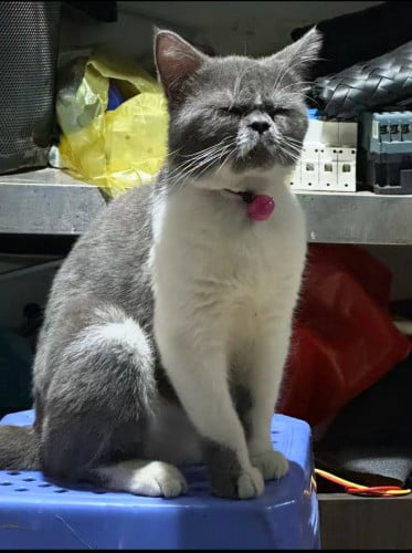 ឆ្មានេះមានអាកប្បកិរិយាល្អណាស់ ហើយដឹងពីរបៀបប្រើប្រអប់ខ្សាច់។