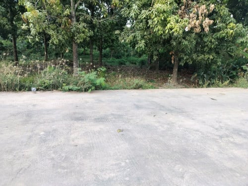 ដីចំការជាប់ផ្លូវប៉េតង់ទំហំទទឹង10 x50 នៅភូមិ​ពពាលខែ​