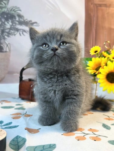 British shorthair