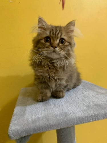 Munchkin cat longhair