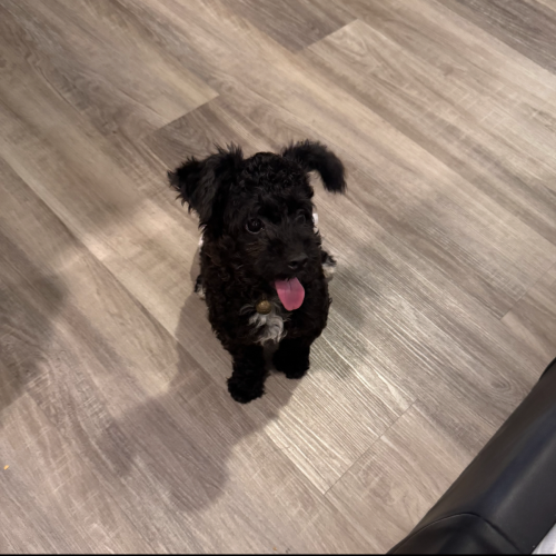 Poodle butterfly ears