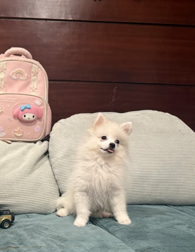 White Pom , Free all his stuffs, full training.