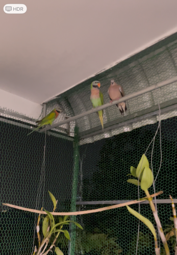 សត្វលក់ទាំងអស់ព្រោះឈប់ចញ្ចឹម