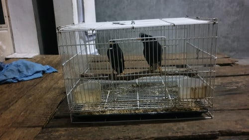 ដុះកំប៉ោយស្អាត ស្អាត បង បង