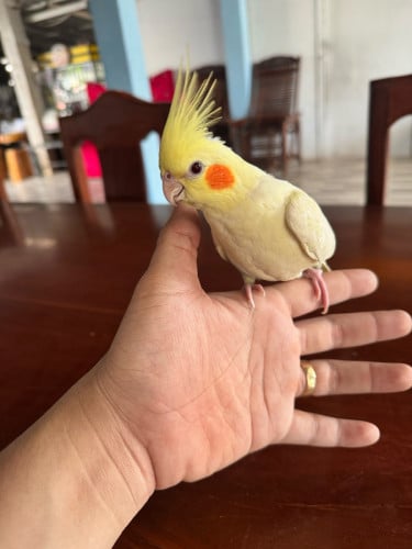 សាំង 100% លក់ទាំងទ្រុង 65$ ចង់បានឆាត អាយុ 2 ខែកន្លះ