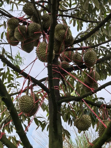 ធុរេនប្រមូលផលលក់បន្ទាន់