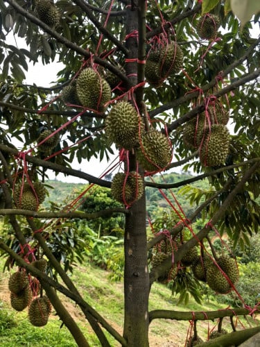 លក់ចម្ការធុរេនបានផល