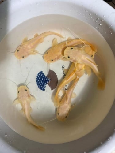 លក់ 1ក្បាល 30$ យកទាំង5 = 125$ នៅម្តុំឈូកមាស