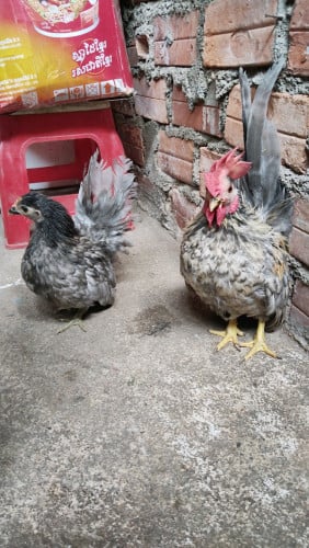 មាន់សេរីម៉ាកាត់ អស់ធំ4ខាំ ១គូ 60$