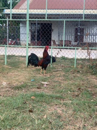 សំរាបធ្វេីបា នៅភ្នំពេញ៣១kg